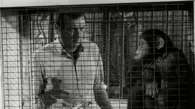 The Fugitive