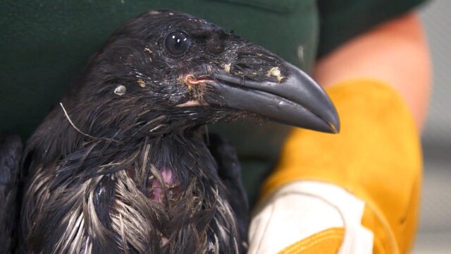 Alaska Animal Rescue