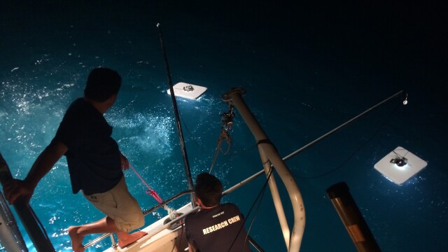 Ocean Vet