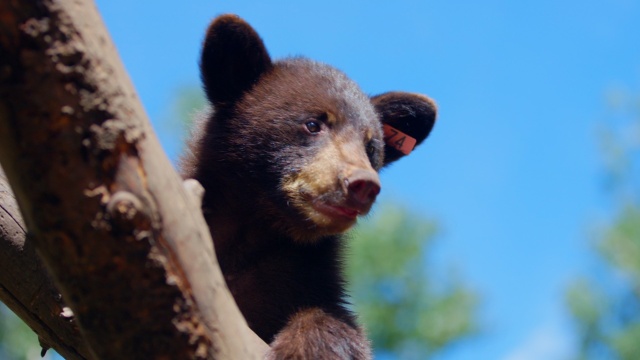 Wild Bear Rescue