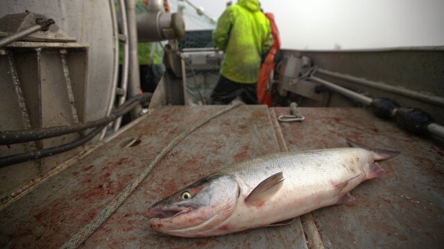 Alaska: Battle on the Bay