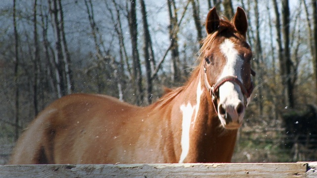 The Incredible Dr. Pol