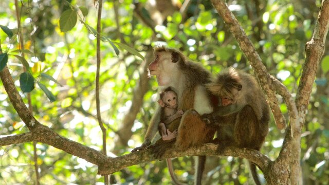 Wild Sri Lanka