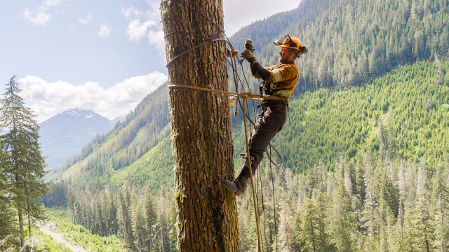 The Last Woodsmen