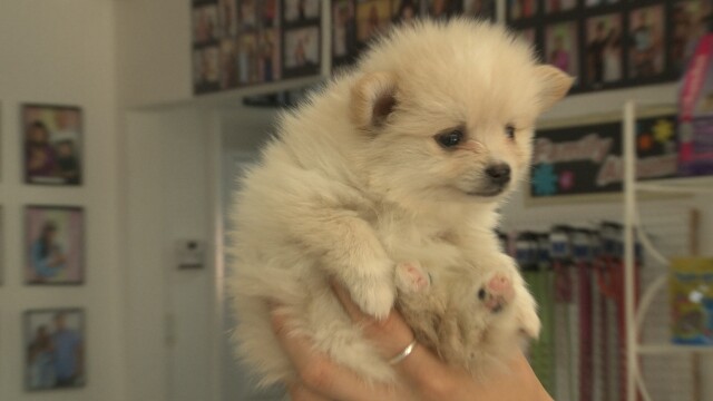 Puppy Love