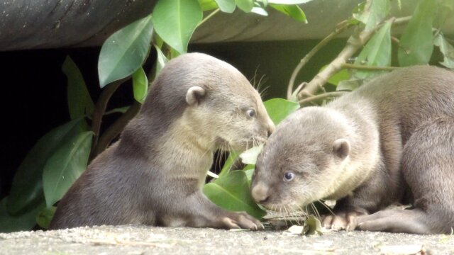 Otter Dynasty