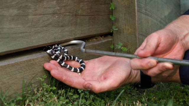 Aussie Snake Wranglers