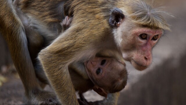 Monkey Island