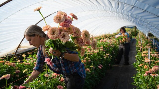 Growing Floret