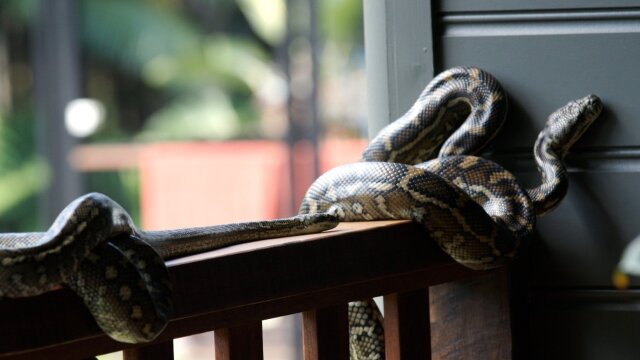 Aussie Snake Wranglers