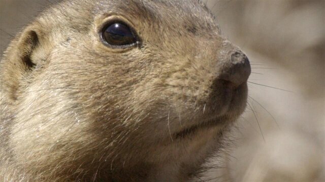 Prairie Dog Manor