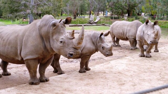 Secrets of the Zoo: Down Under