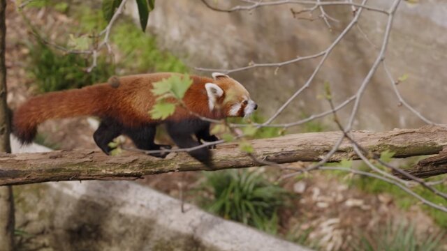 Secrets of the Zoo: Down Under