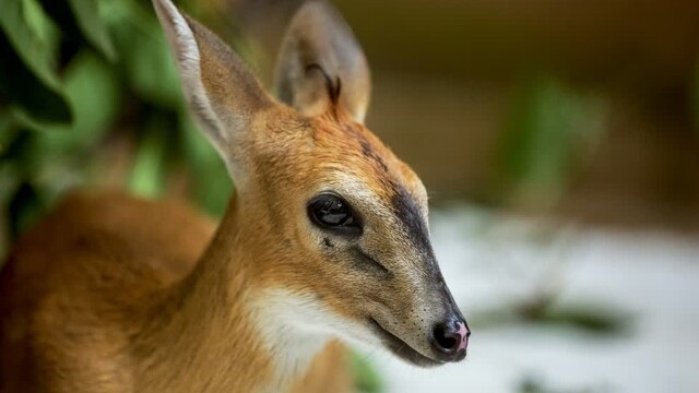 Malawi Wildlife Rescue