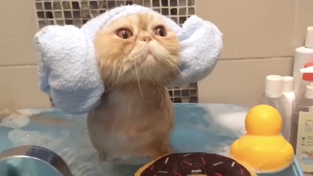 Animals Unscripted