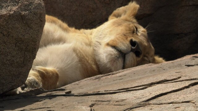 Africa