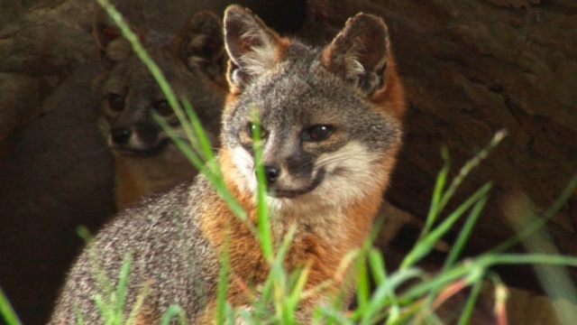 Mutual of Omaha's Wild Kingdom Protecting the Wild