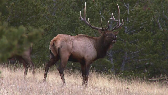 Yellowstone Wardens