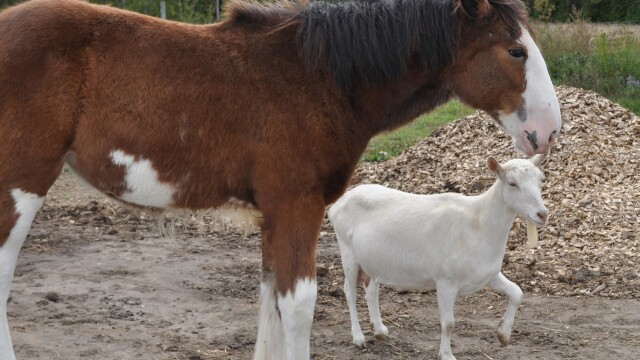 Unlikely Animal Friends