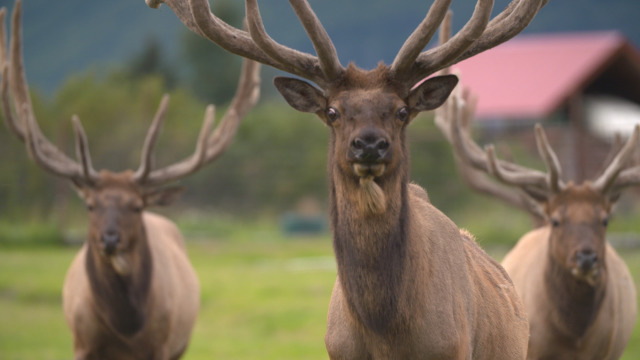 Alaska Animal Rescue