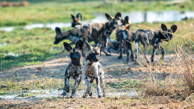 Wild Dogs: Pack vs. Pride