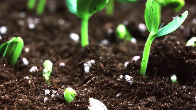 Growing a Greener World
