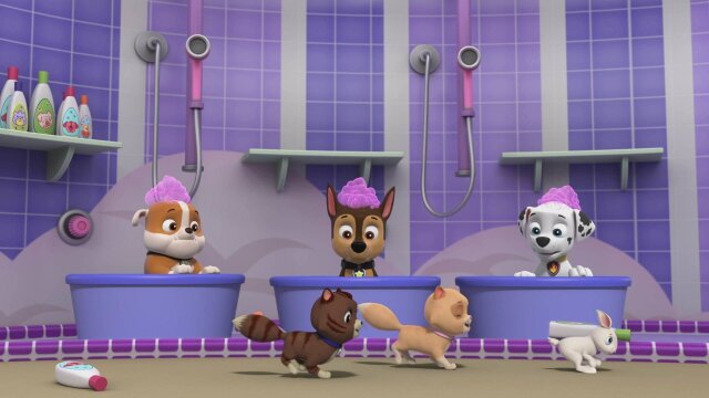 Watch PAW Patrol Pups Save the Tooth Fairy; Pups Solve the Mystery of the  Missing Art S9 E7, TV Shows