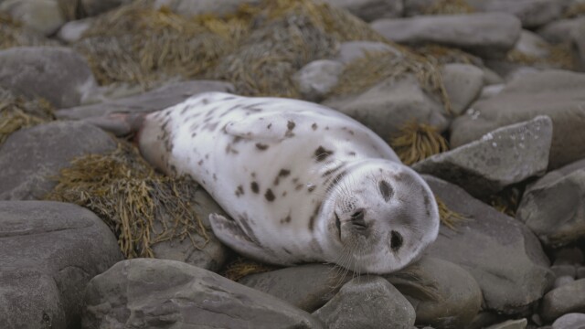 Hope for Wildlife