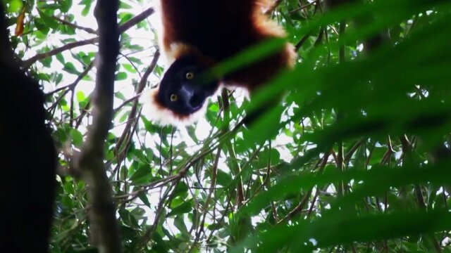 The Madagascar Giant