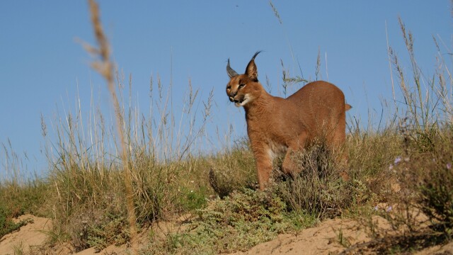 Shamwari