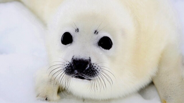 Animal Babies