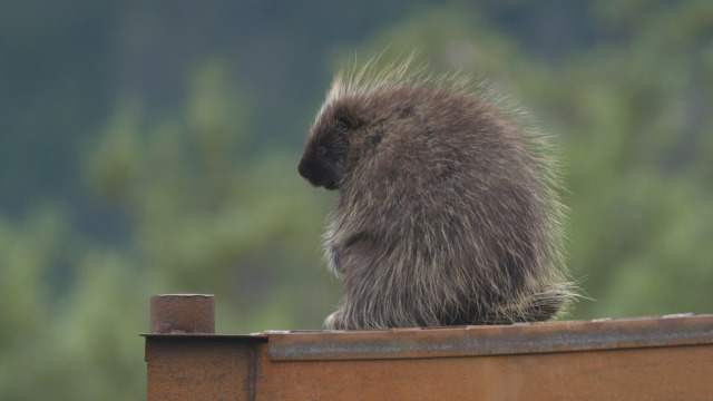 Alaska Animal Rescue