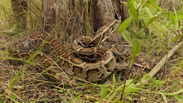 Swamp People: Serpent Invasion