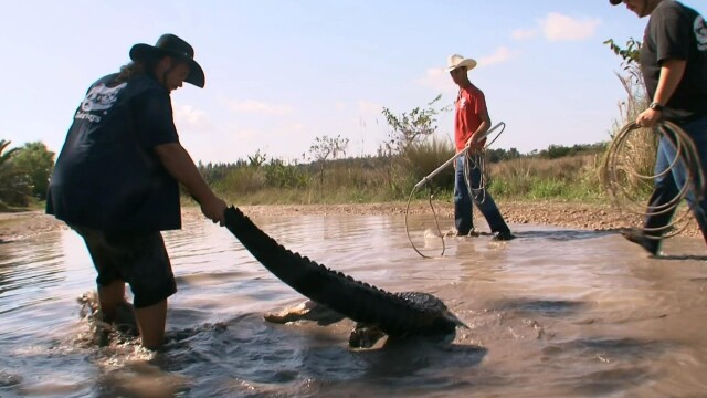 Gator Boys