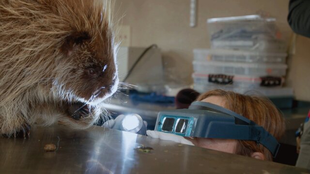 Dr. Oakley, Yukon Vet