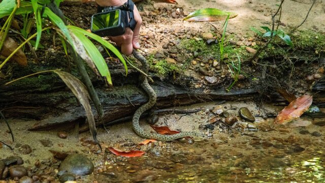 Aussie Snake Wranglers