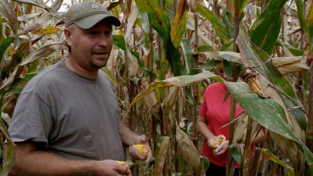 The American Farm