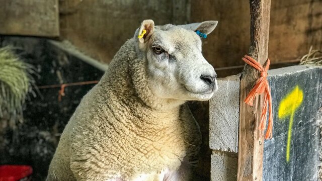 Born Mucky: Life on the Farm