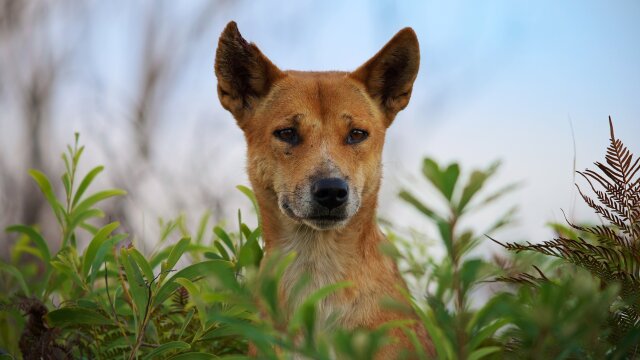 Dogs in the Wild, A Nature Miniseries