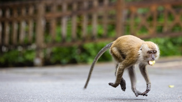 Macaque Island