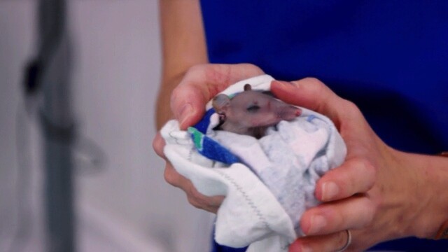 Wildlife Rescue Australia