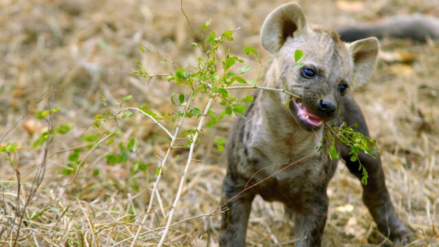 Africa's Wild Year