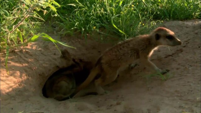 Animals With Cameras, A Nature Miniseries