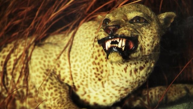 The Zanzibar Leopard