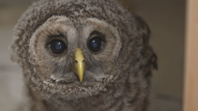 Hope for Wildlife