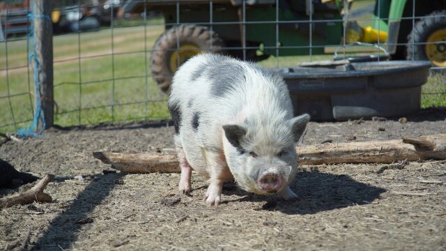 Critter Fixers: Country Vets