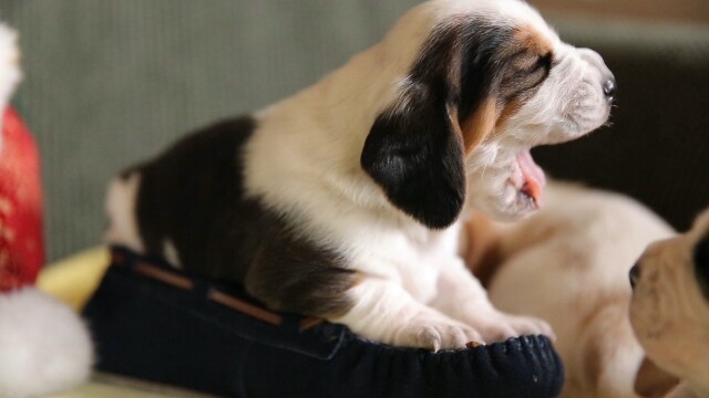 Puppy Love