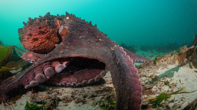 Secrets of the Octopus