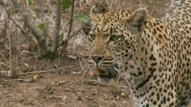 Wild Africa: Rivers of Life