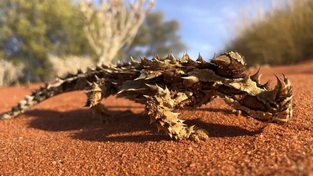 Coyote Peterson: Brave the Wild